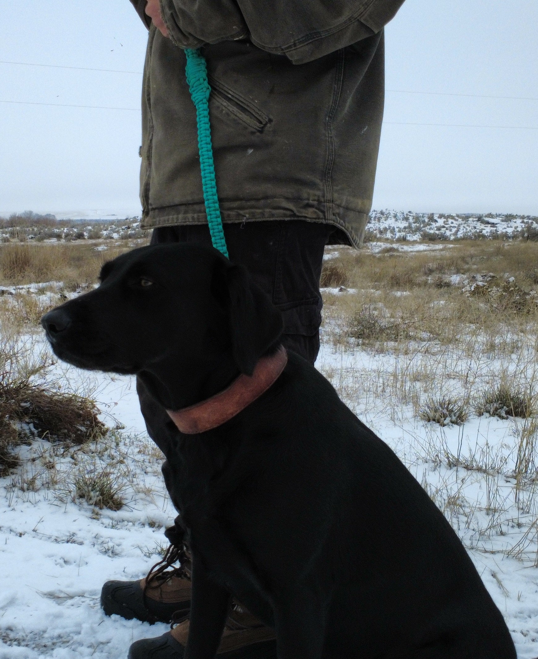 Turquoise paracord dog training leash