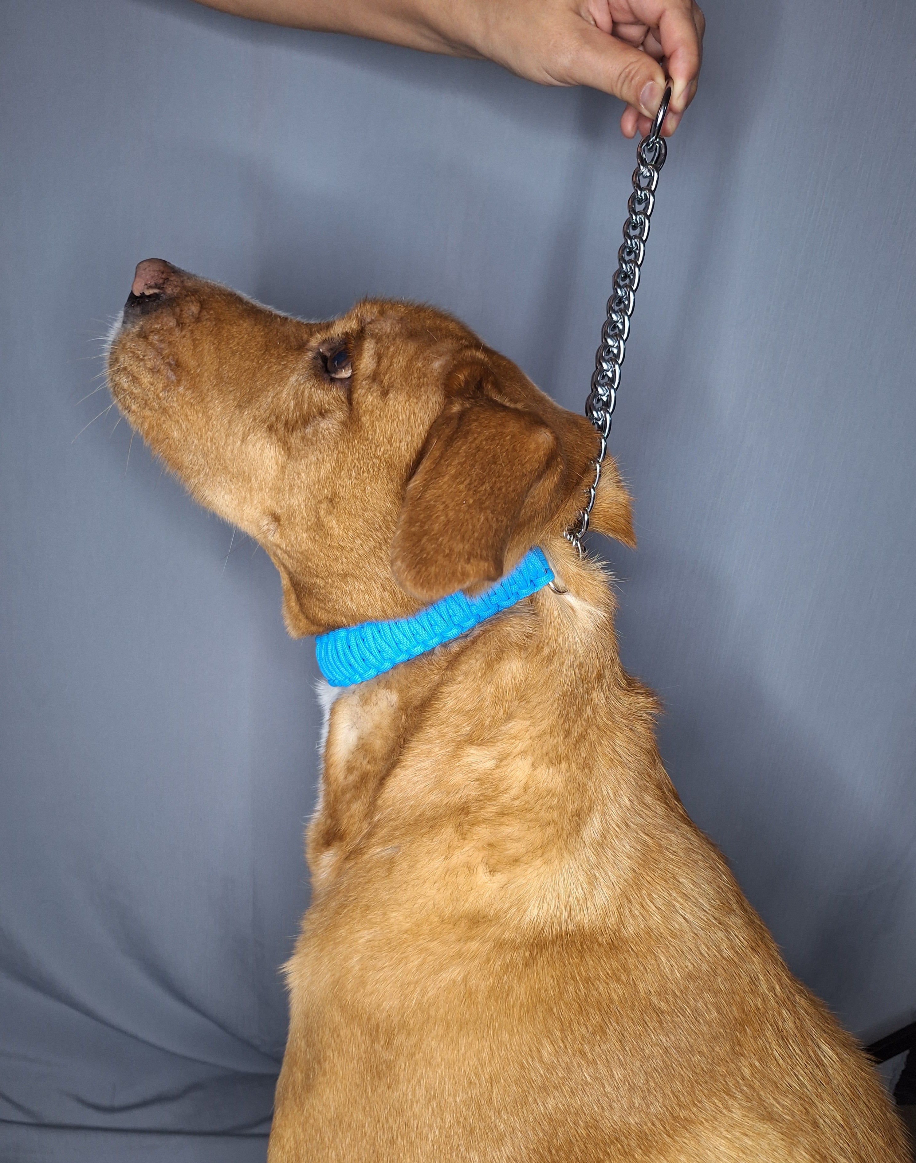 Sky blue paracord dog training collar