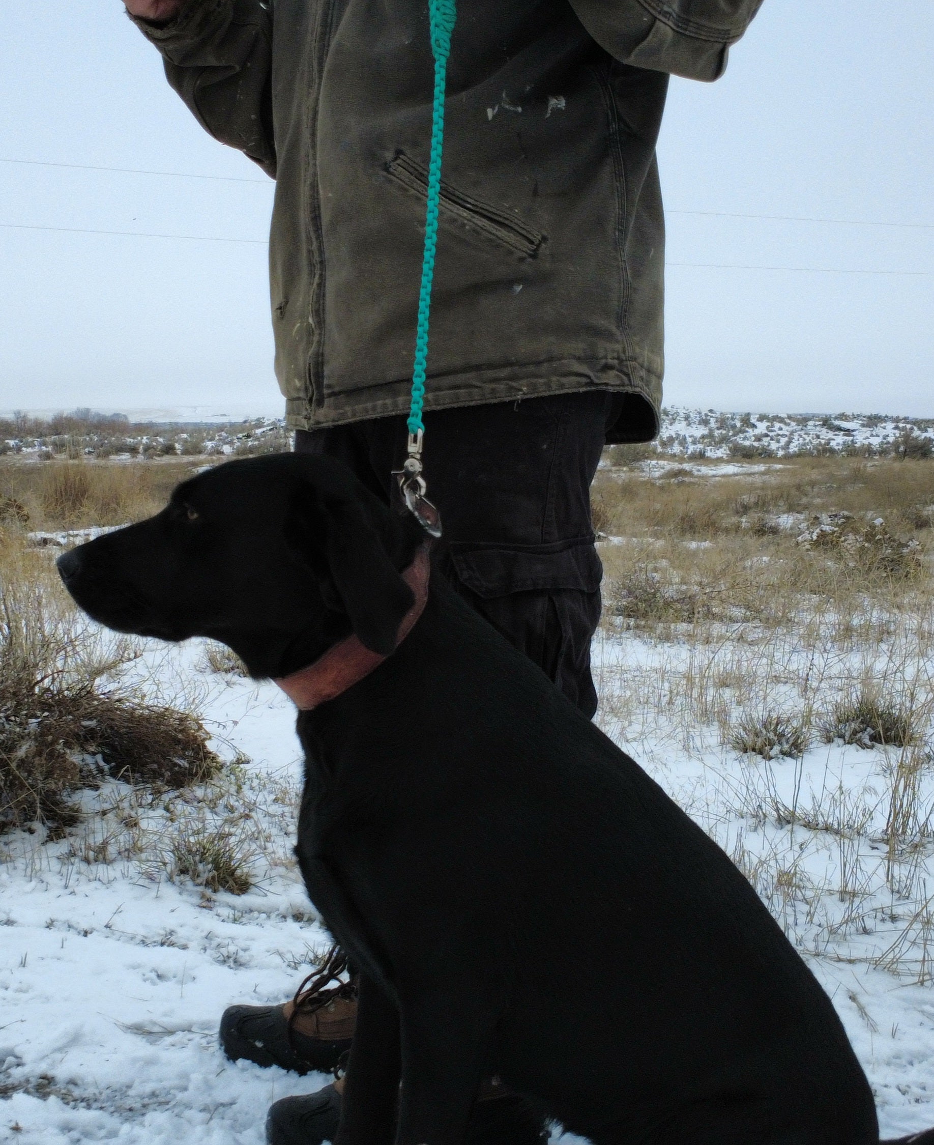 Turquoise paracord dog training leash
